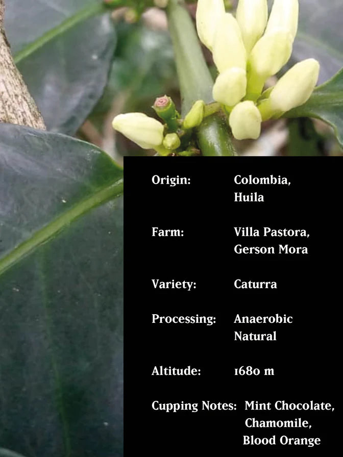 MVSM Black Diamond, Villa Pastora 250G