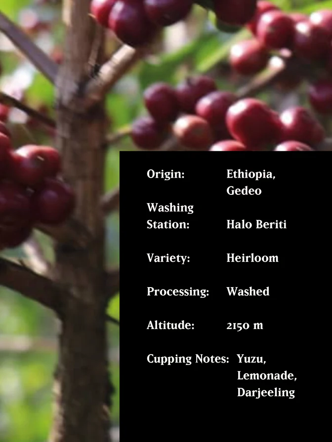 MvsM | Ethiopia Magarrissa Halo 250G