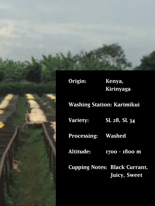 MVSM KENYA RUNGETO AA 250G