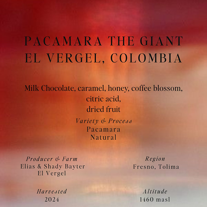 SUMO | PACAMARA THE GIANT COLOMBIA 250G