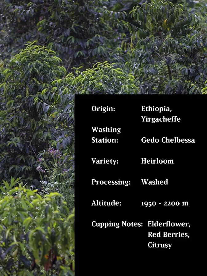 MVSM Ethiopia Chelbessa 250G