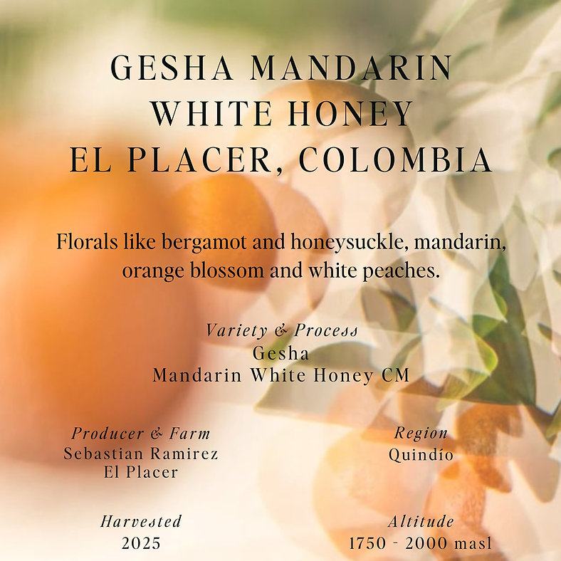 SUMO | GESHA MANDARIN WHITE HONEY 250G