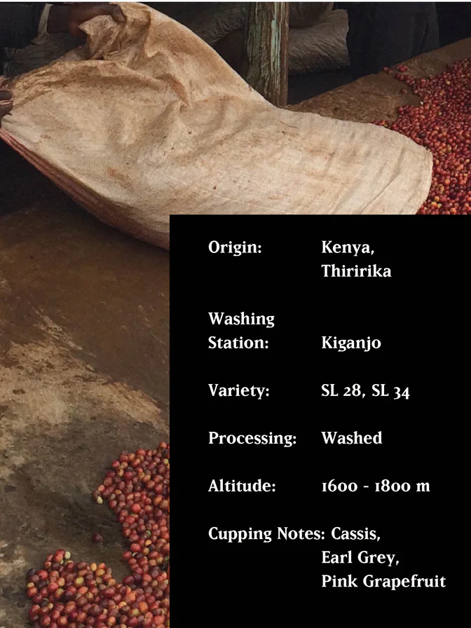 MVSM | Kenya Kiganjo AB, 250G