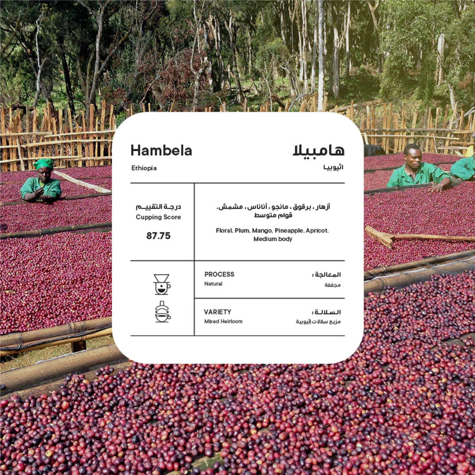 PICCOLO Ethiopia Hambela 250G