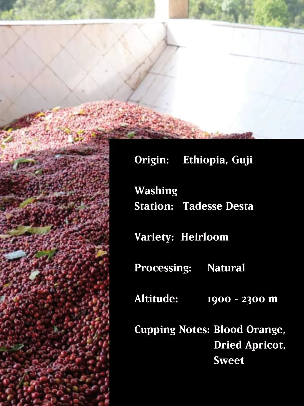 MVSM BURTUKAANA, ETHIOPIA, NATURAL, ORGANIC 250G