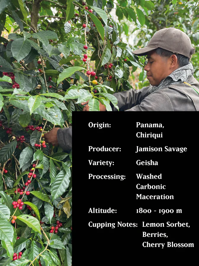 MVSM | Panama Geisha Savage 100G