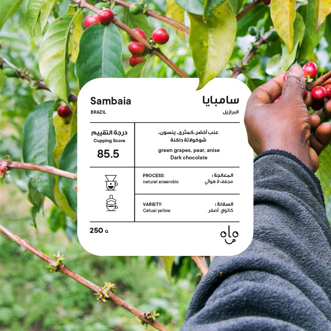 PICCOLO Brazil Samambaia 250G