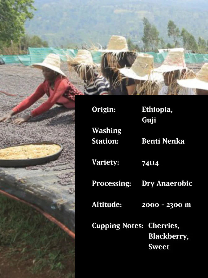 MVSM Benti Nenka Ethiopia Dry Anaerobic 250G