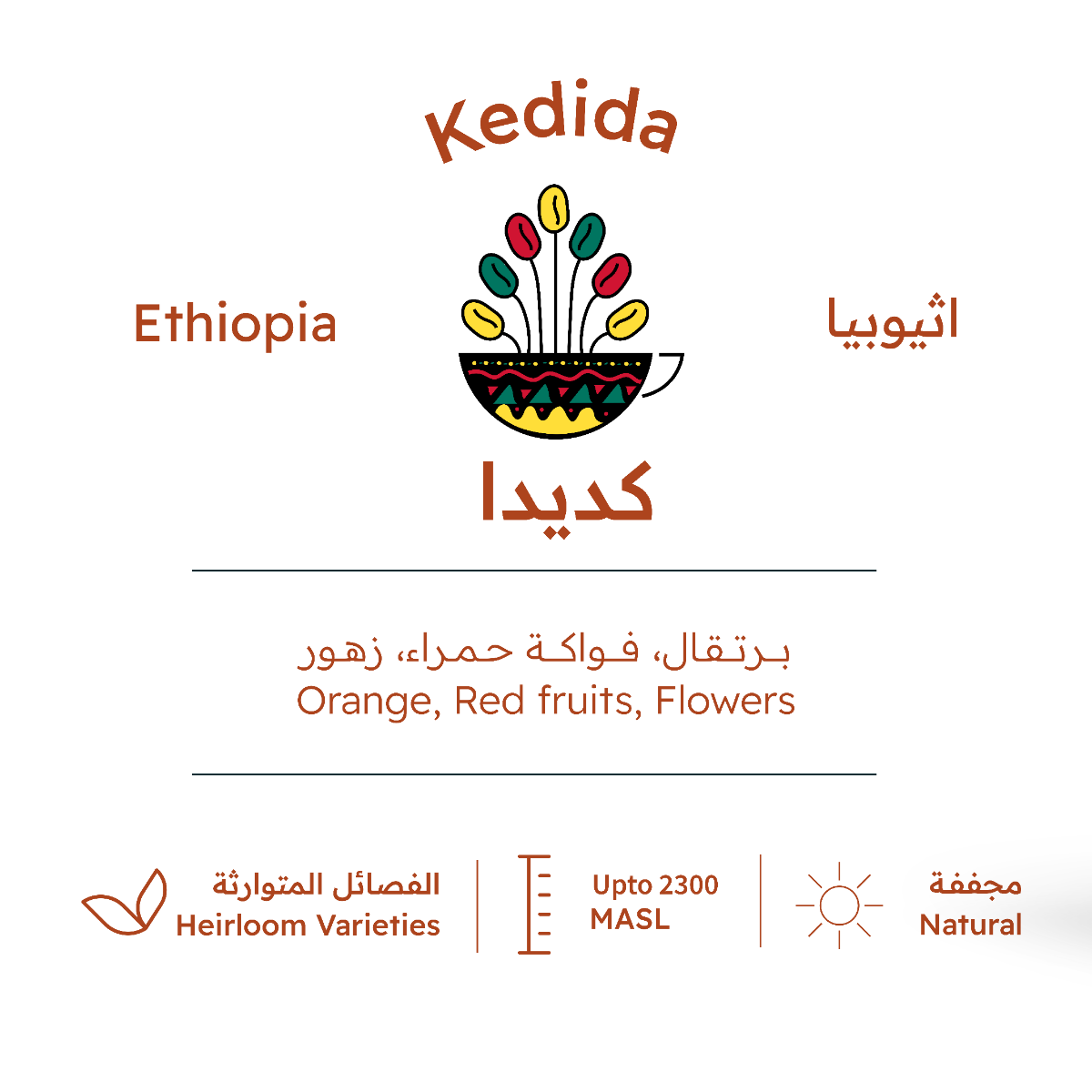 TRH | إثيوبيا يرغاتشيف كديدا 227 جرام