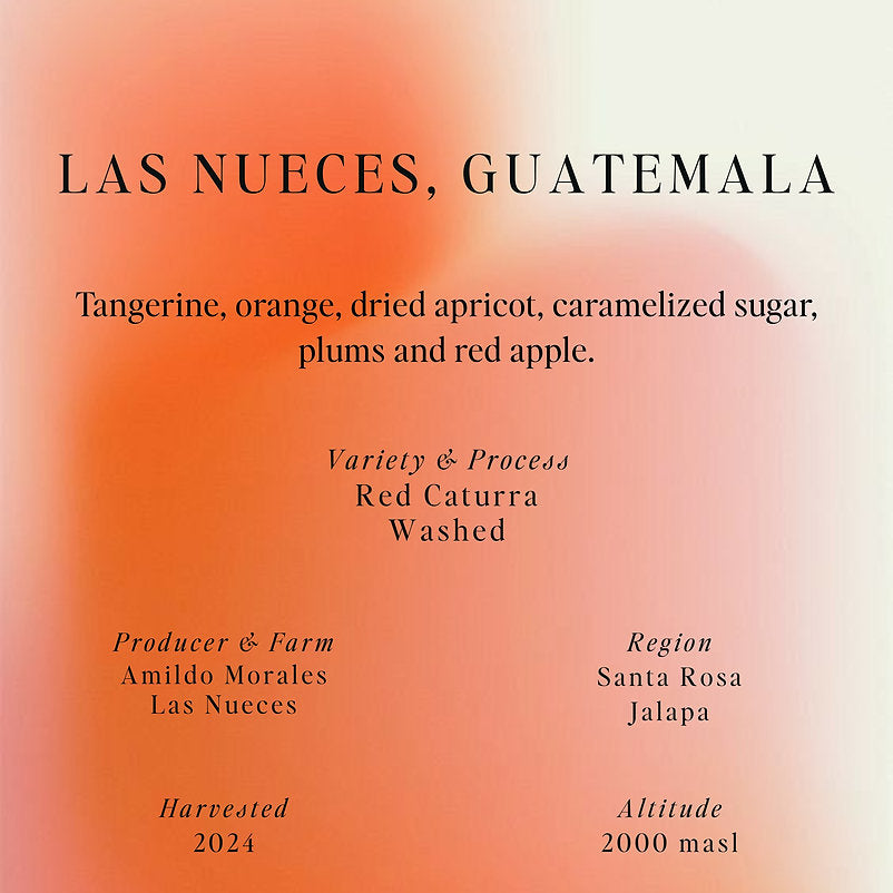 SUMO | Las Nueces Guatemala 250G