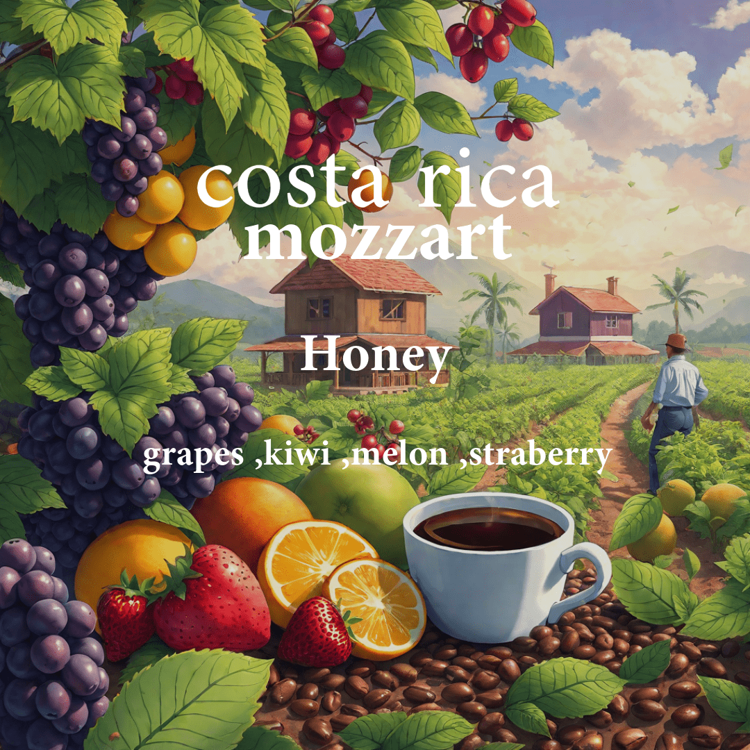 ALEZ | Costa Rica Mozzart 250G