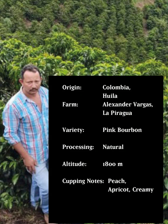 MvsM | Colombia La Piragua Geisha 250G